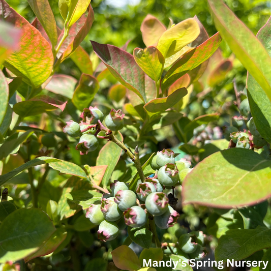 'Peach Sorbet' Blueberry | Vaccinium x Peach Sorbet