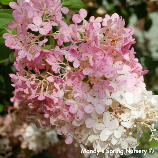 Vanilla Strawberry Hydrangea Tree | Hydrangea paniculata 'Renhy'