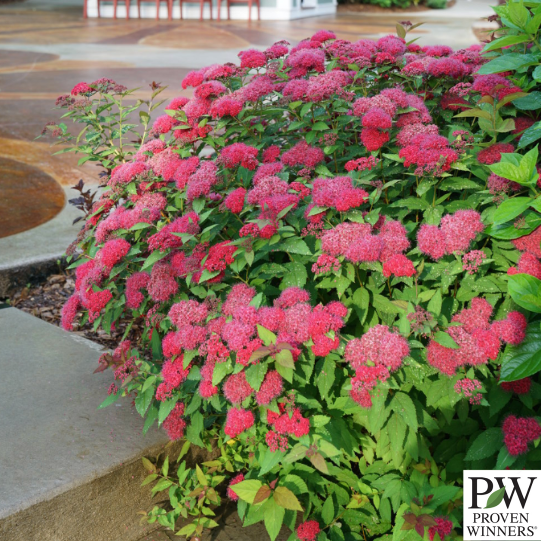 Double Play Doozie® Spirea | Spiraea japonica 'Doozie'