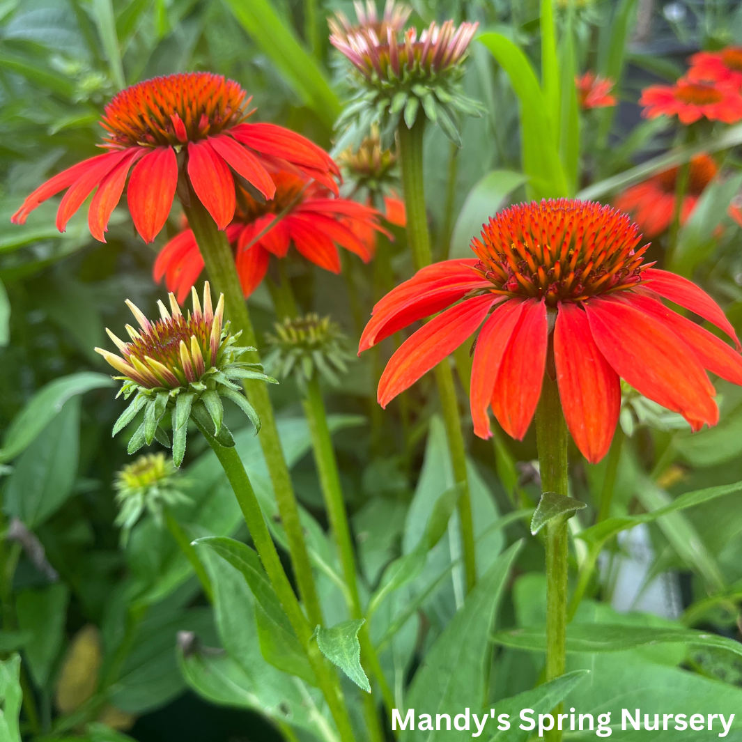 'Sombrero® Fiesta Orange' Coneflower | Echinacea x hybrida