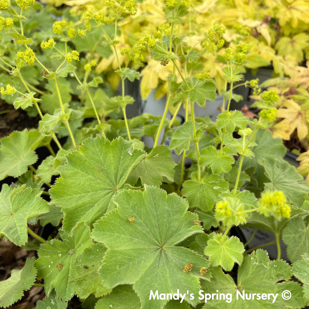 Lady's Mantle ‘Thriller’ | Alchemilla mollis
