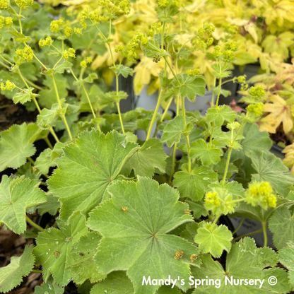 Lady's Mantle ‘Thriller’ | Alchemilla mollis