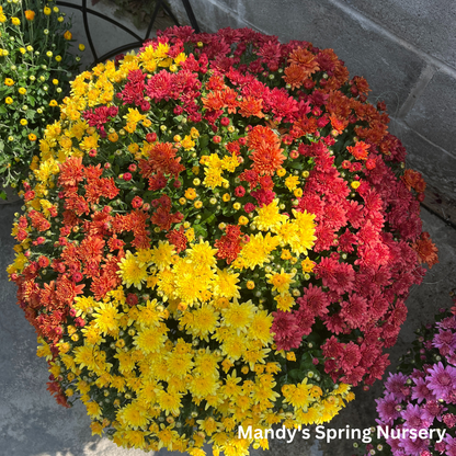 Fall Mums & Kale Assorted
