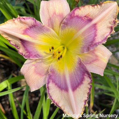 Handwriting On The Wall Reblooming Daylily | Hemerocallis