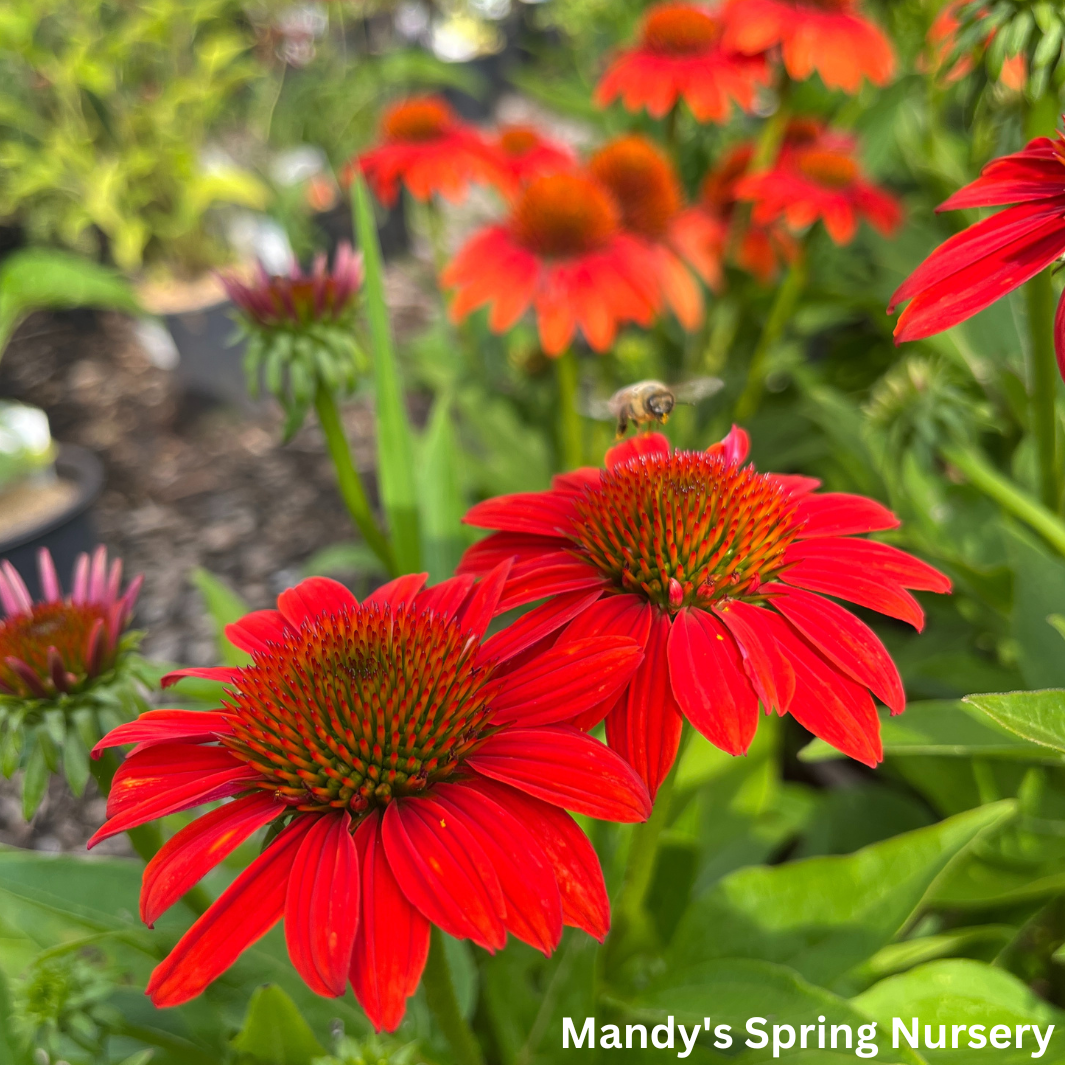 'Sombrero® Fiesta Orange' Coneflower | Echinacea x hybrida