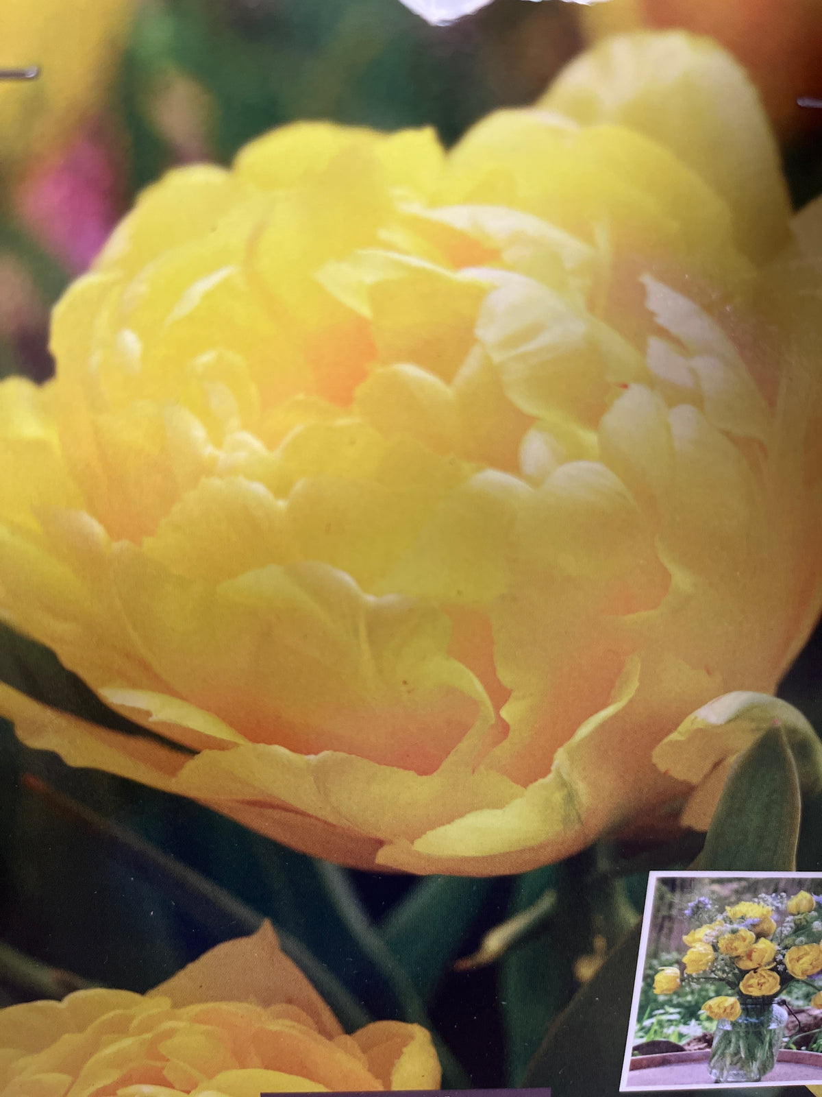 Double Early 'Limousine' Tulip