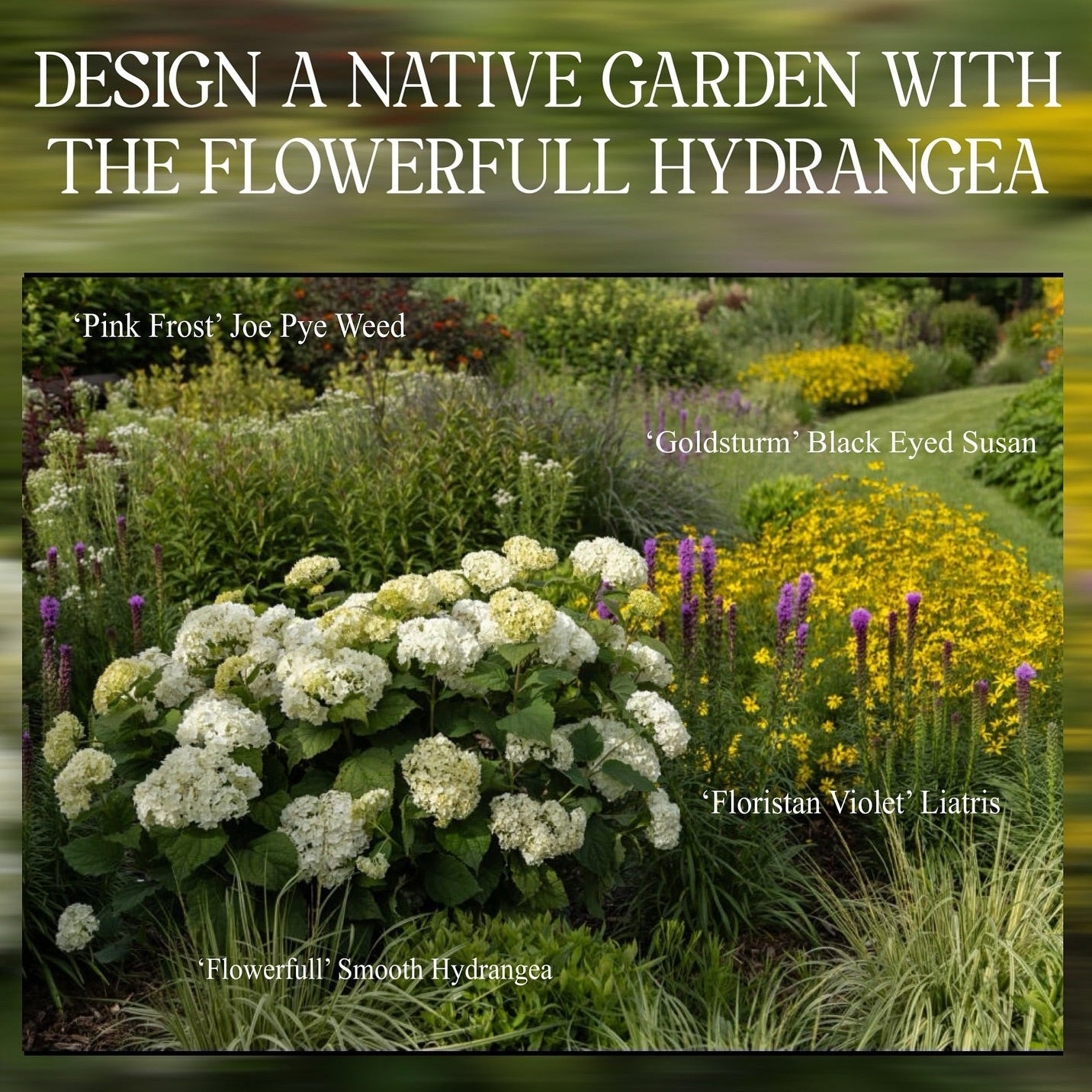 FlowerFull® Smooth Hydrangea | Hydrangea arborescens