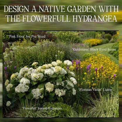 FlowerFull® Smooth Hydrangea | Hydrangea arborescens