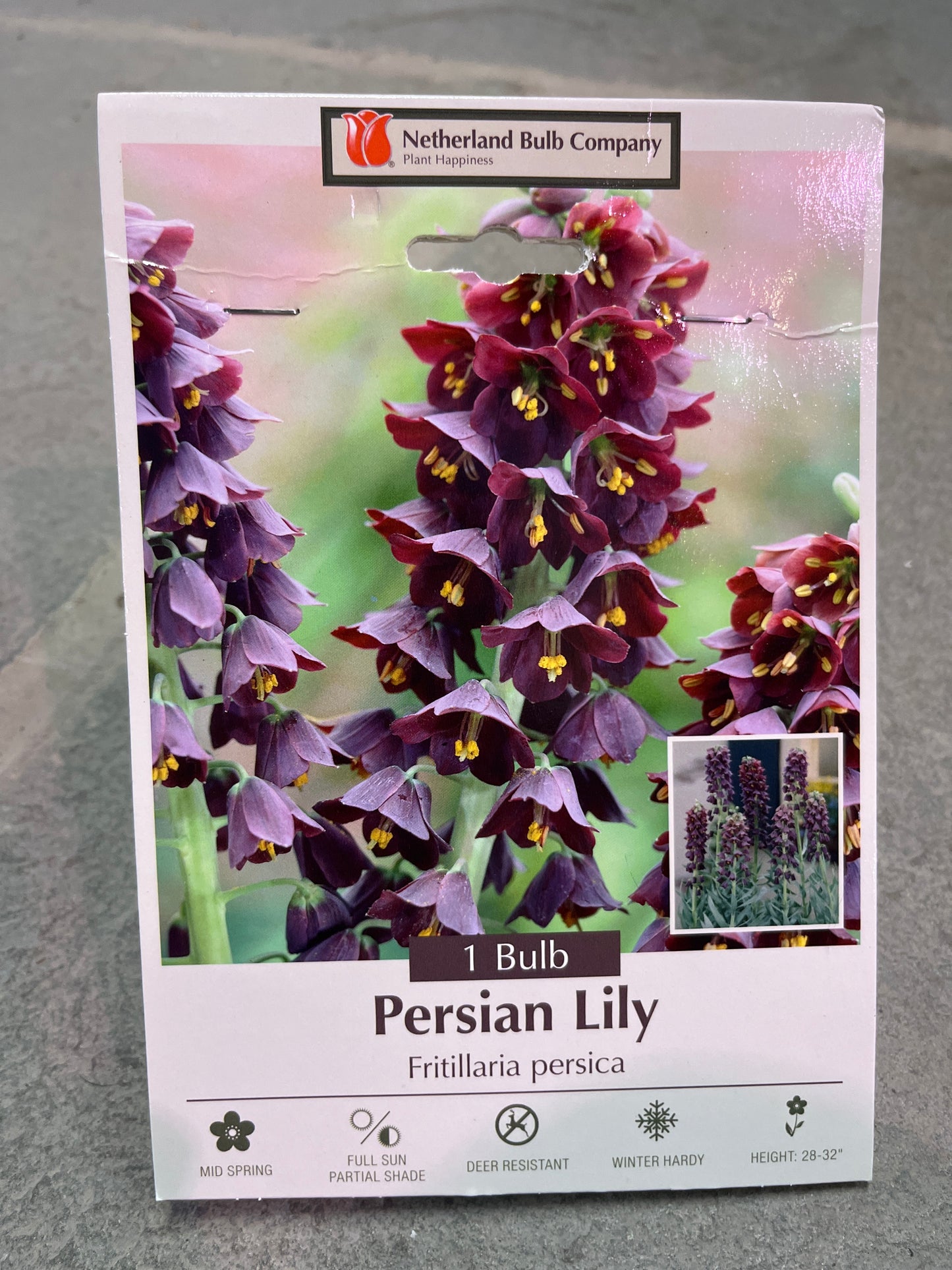 Fritillaria persica 1 bulb
