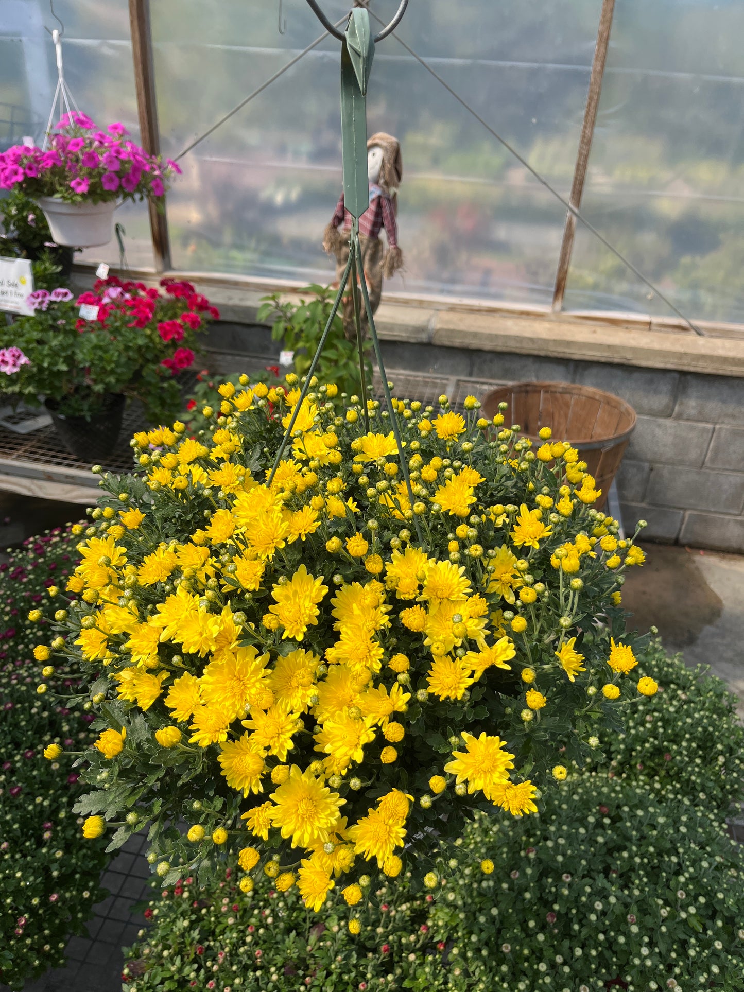 Fall Hanging Basket-Mums