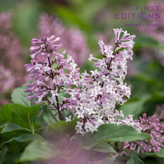 Little Lady Lilac | Syringa x 'Jeflady'