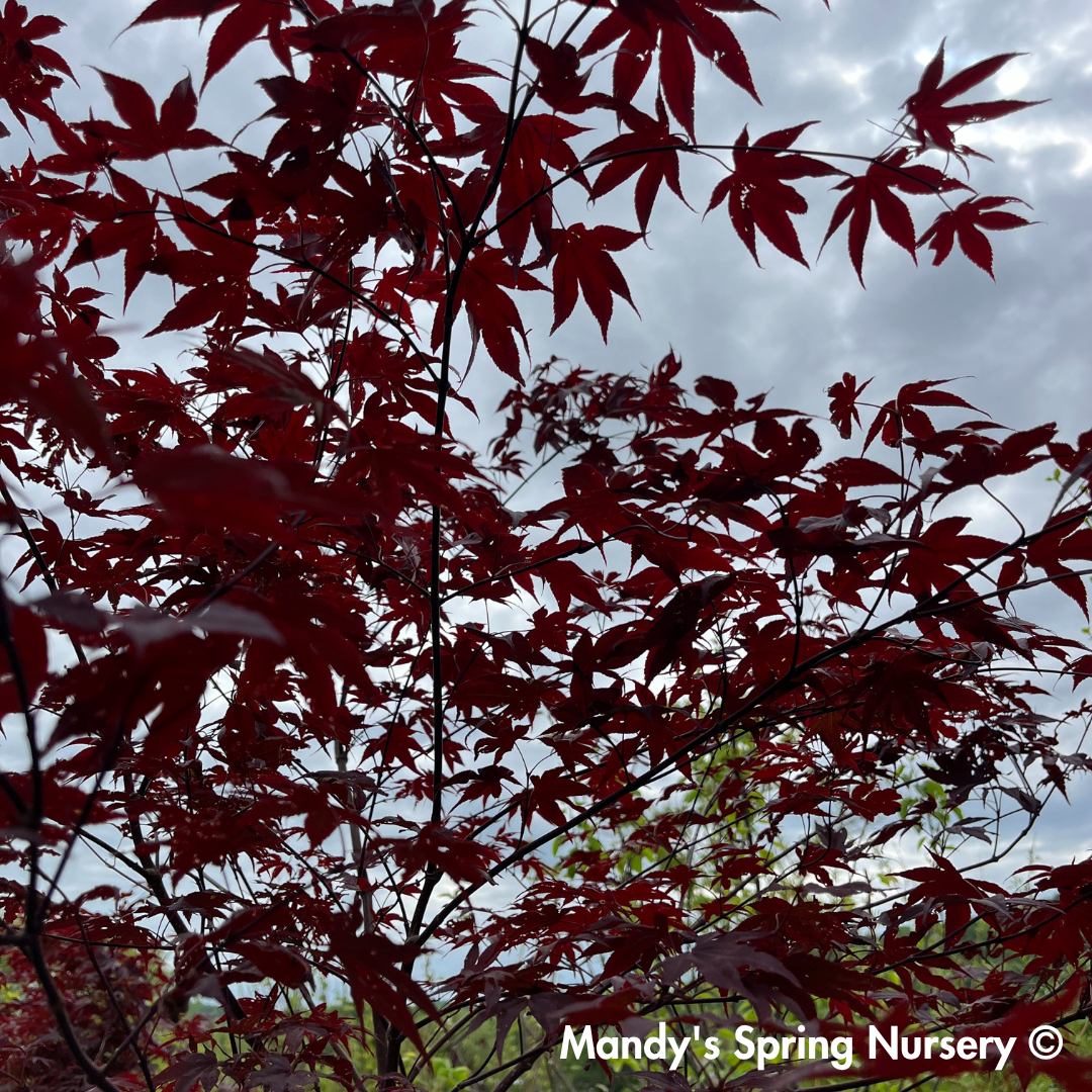 'Bloodgood' Japanese Maple | Acer Palmatum