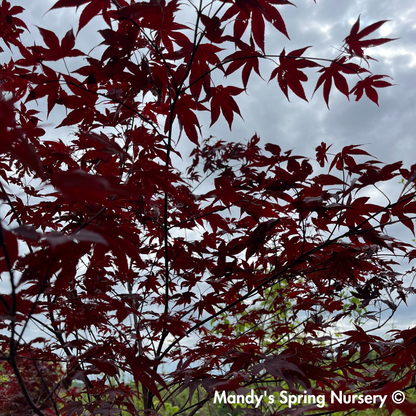 'Bloodgood' Japanese Maple | Acer Palmatum