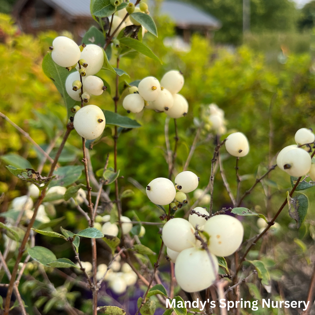 Galaxy Snowberry | Symphoricarpos x doorenbosii