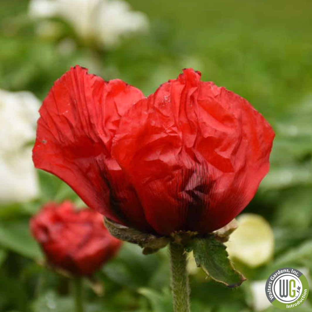 'Beauty of Livermere' Oriental Poppy | Papaver orientale 'Beauty of Livermere'