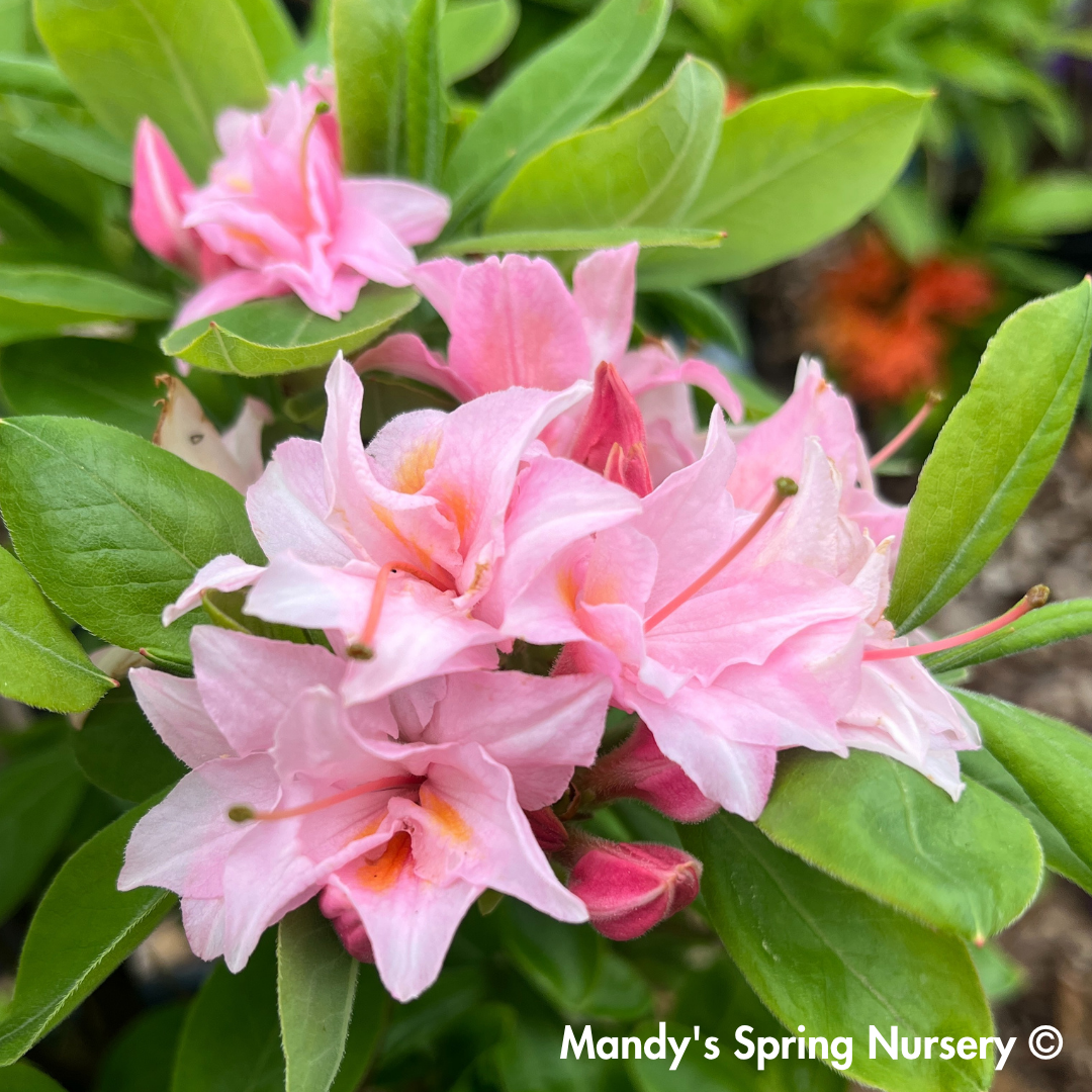 Electric Lights™ Double Pink Azalea | Rhododendron 'UMNAZ 493'