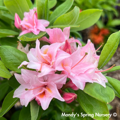 Electric Lights™ Double Pink Azalea | Rhododendron 'UMNAZ 493'