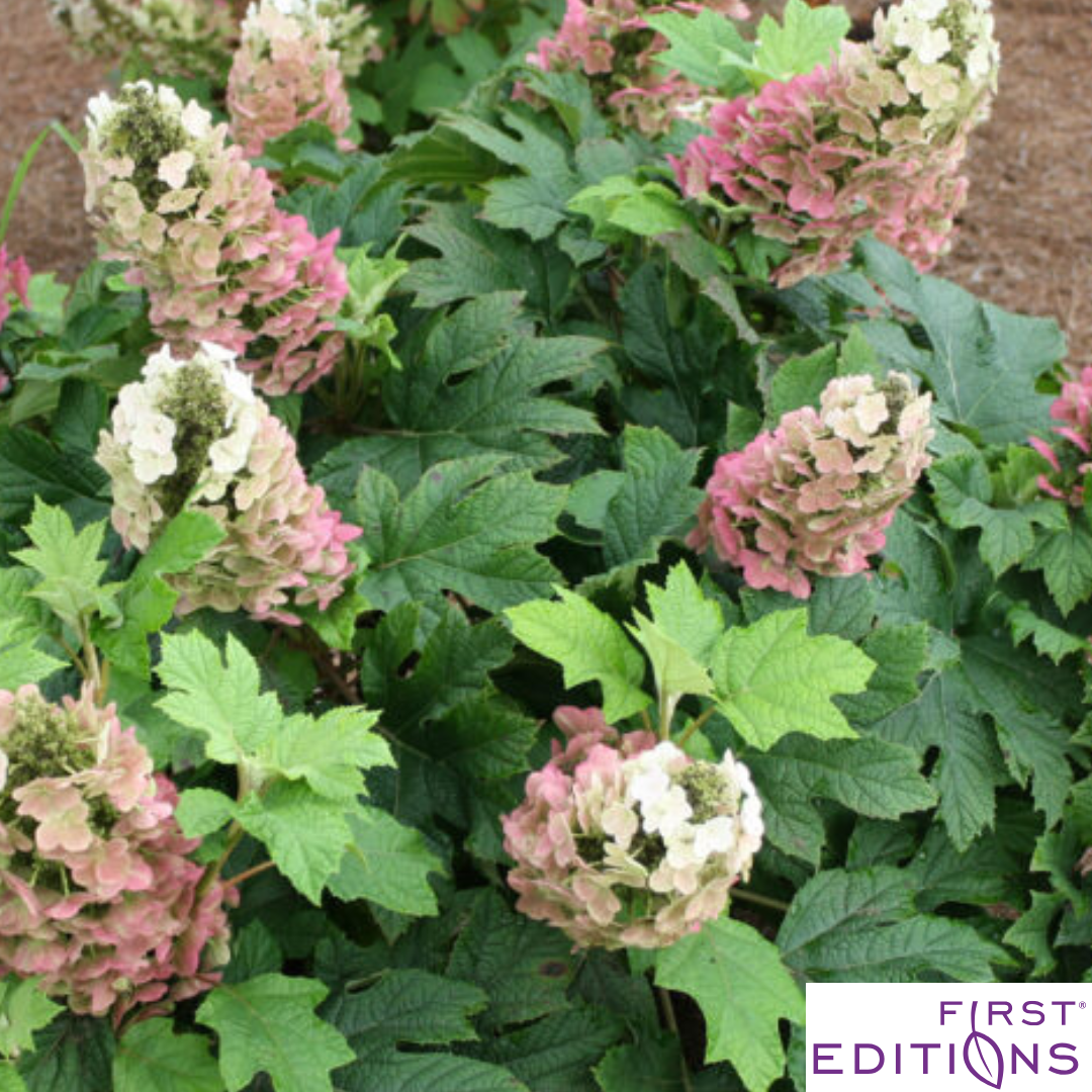 Jetstream Hydrangea | Hydrangea quercifolia