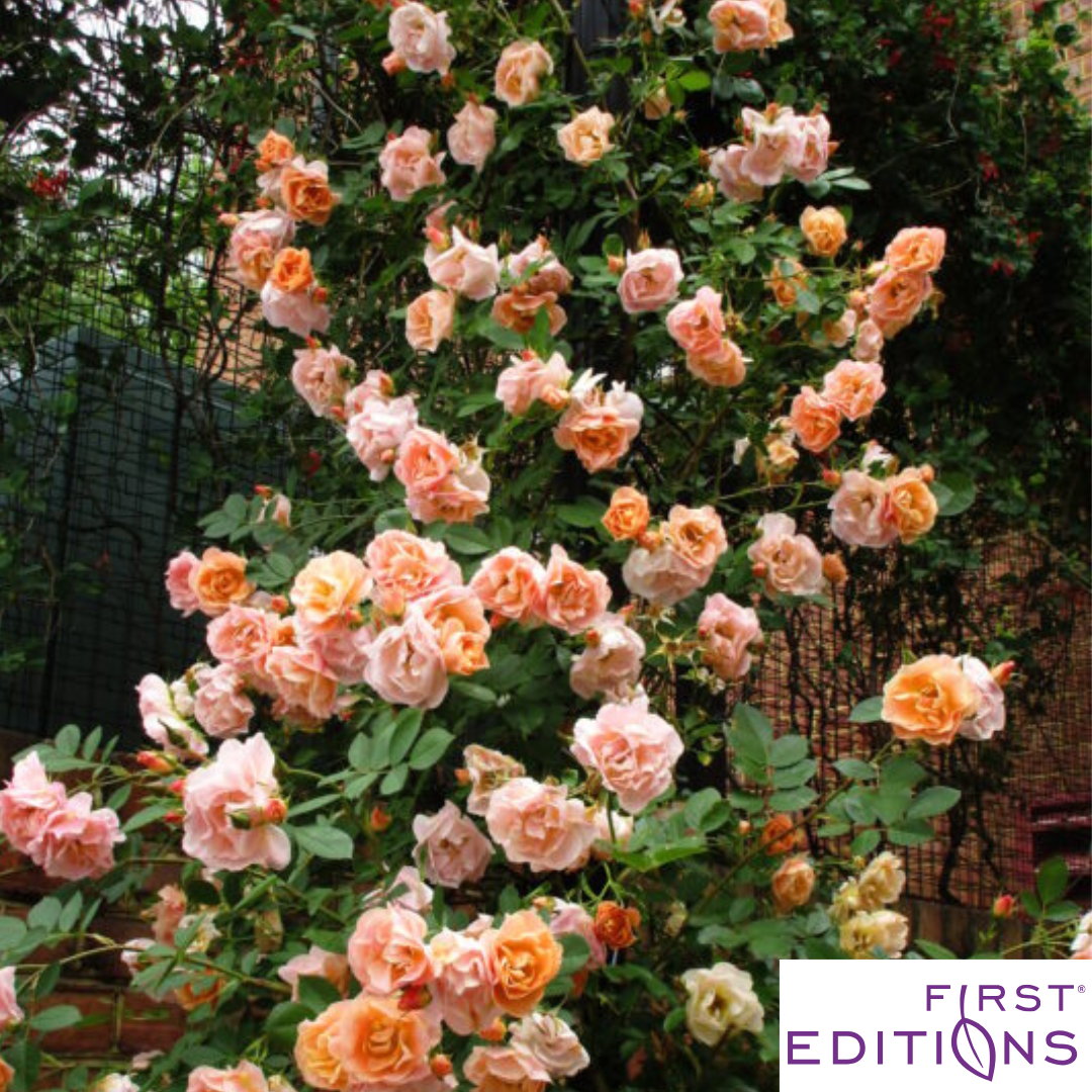 Above and Beyond™ Rose | Rosa