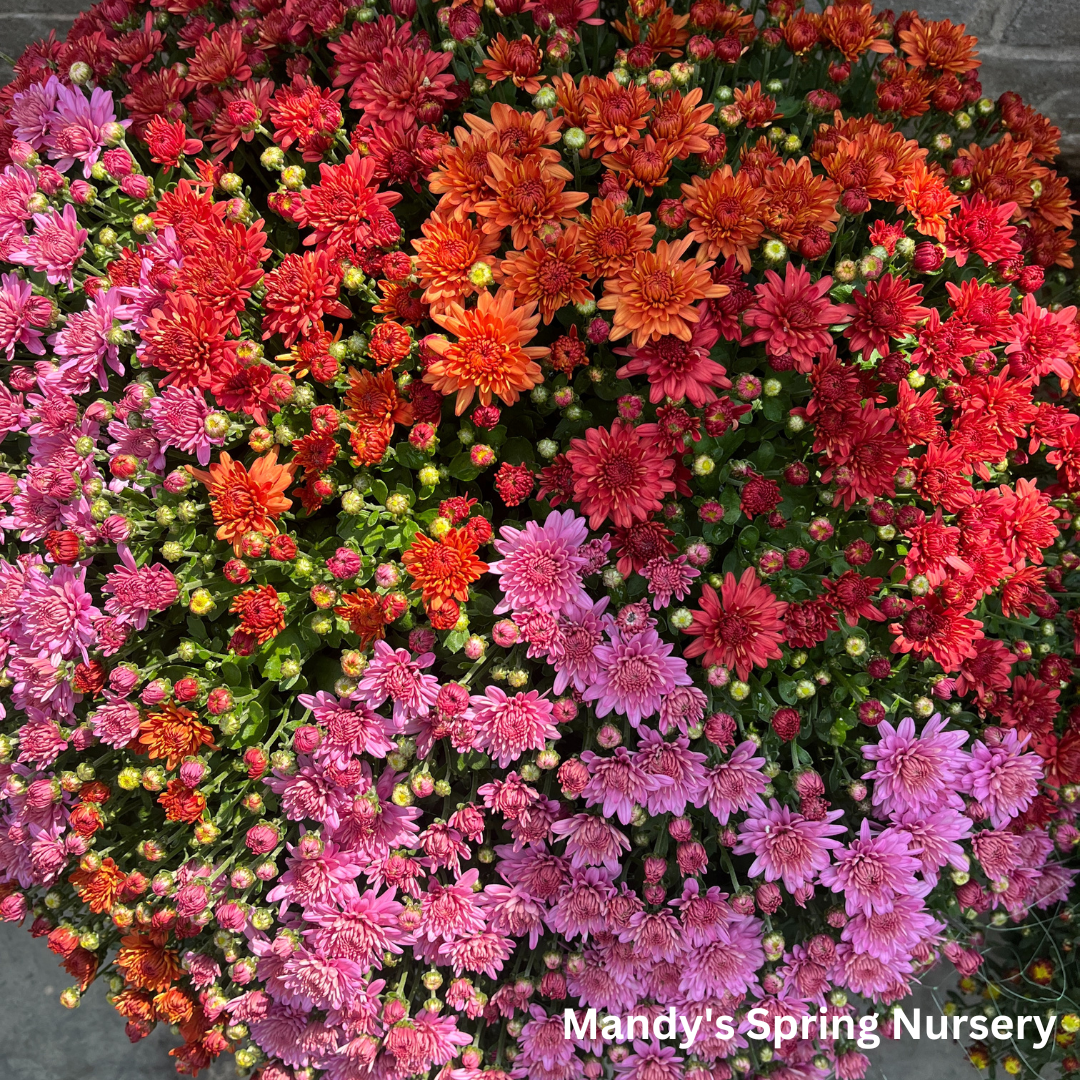 Fall Mums & Kale Assorted