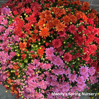 Fall Mums & Kale Assorted