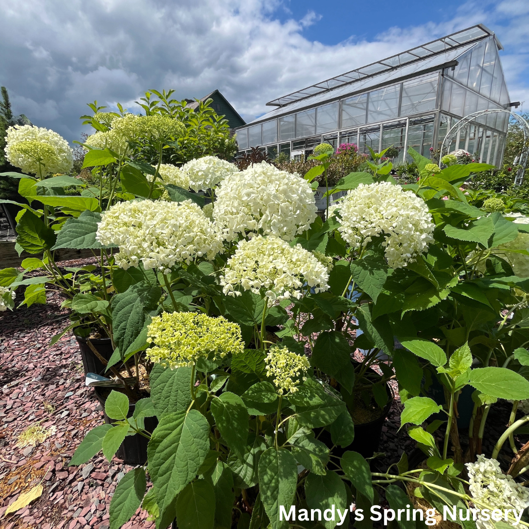 Annabelle Smooth Hydrangea | Hydrangea arborescens