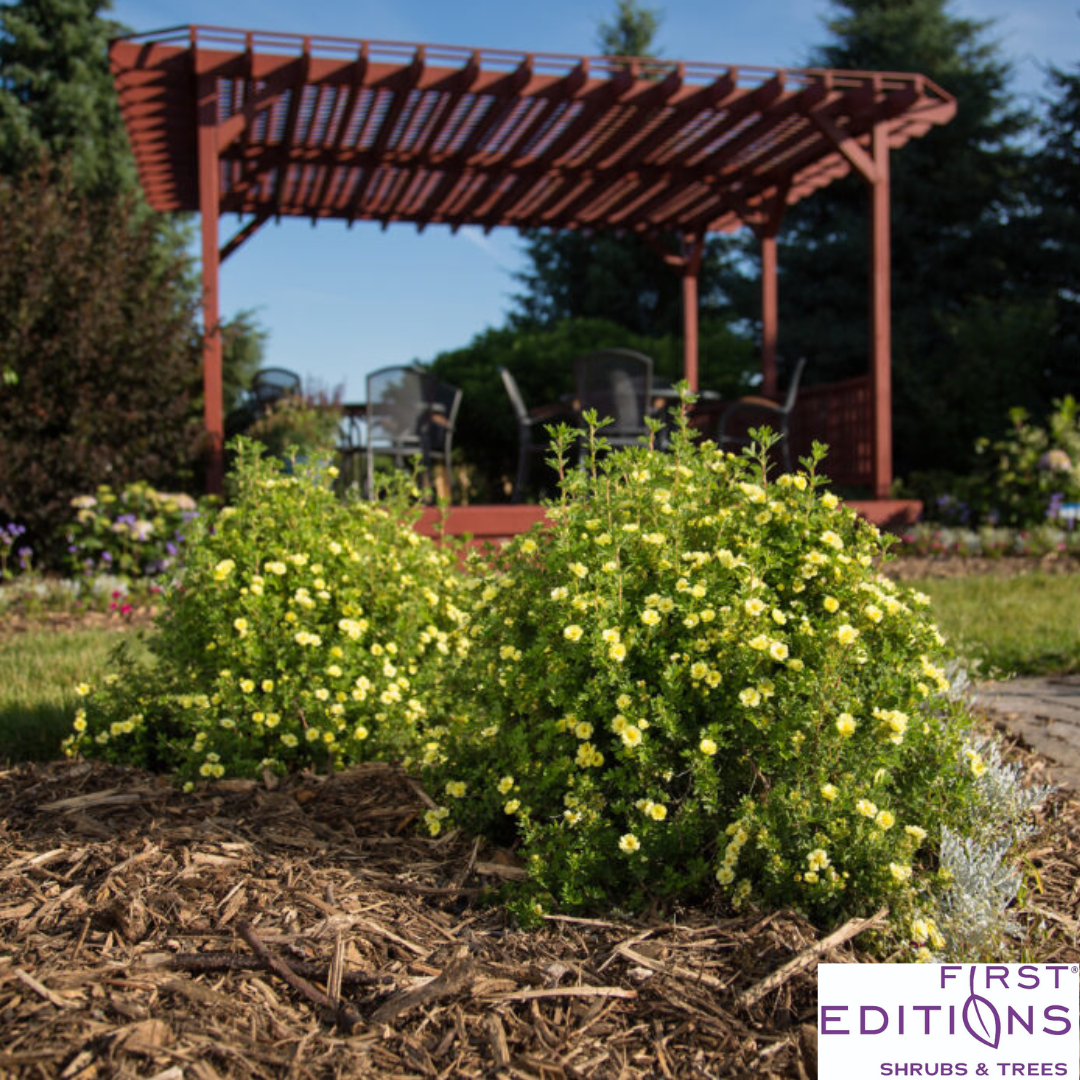 Lemon Meringue Potentilla | Potentilla fruticosa