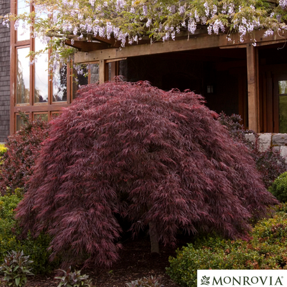 'Crimson Queen' Japanese Maple | Acer palmatum