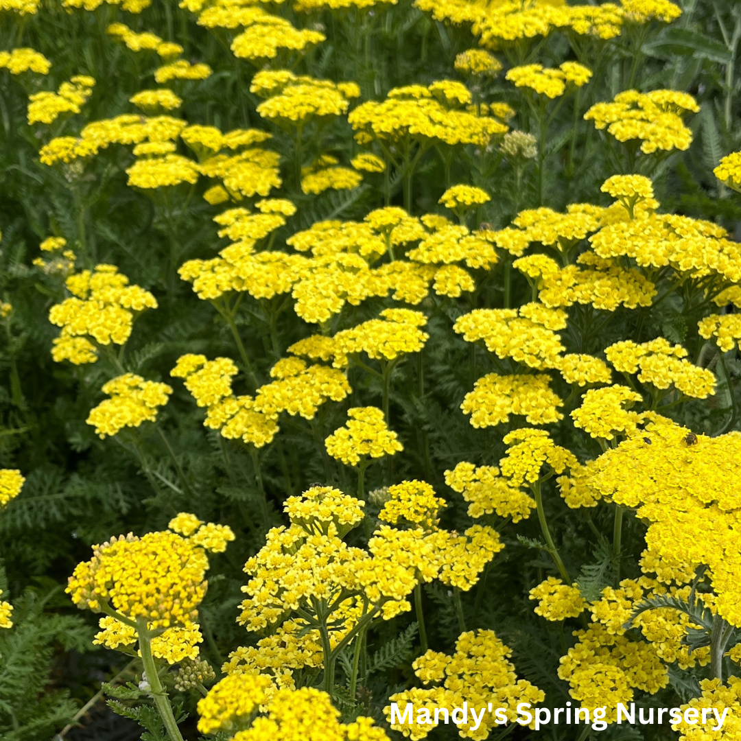 'Firefly Sunshine' Yarrow | Achillea 'Firefly Sunshine'