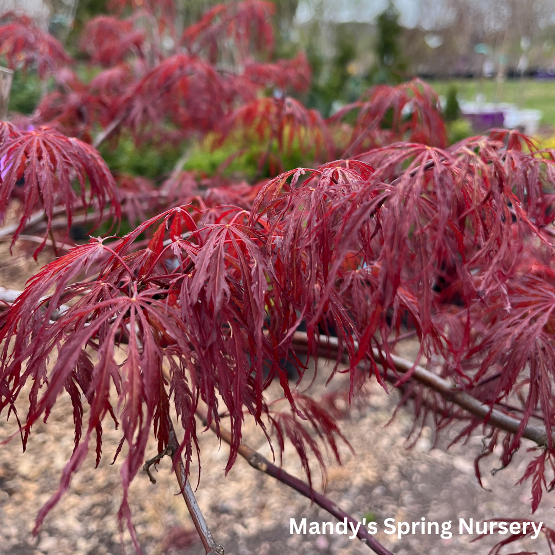 'Crimson Queen' Japanese Maple | Acer palmatum