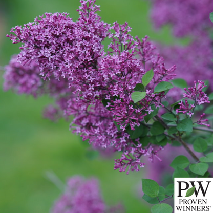 Bloomerang Dark Purple Reblooming Lilac | Syringa