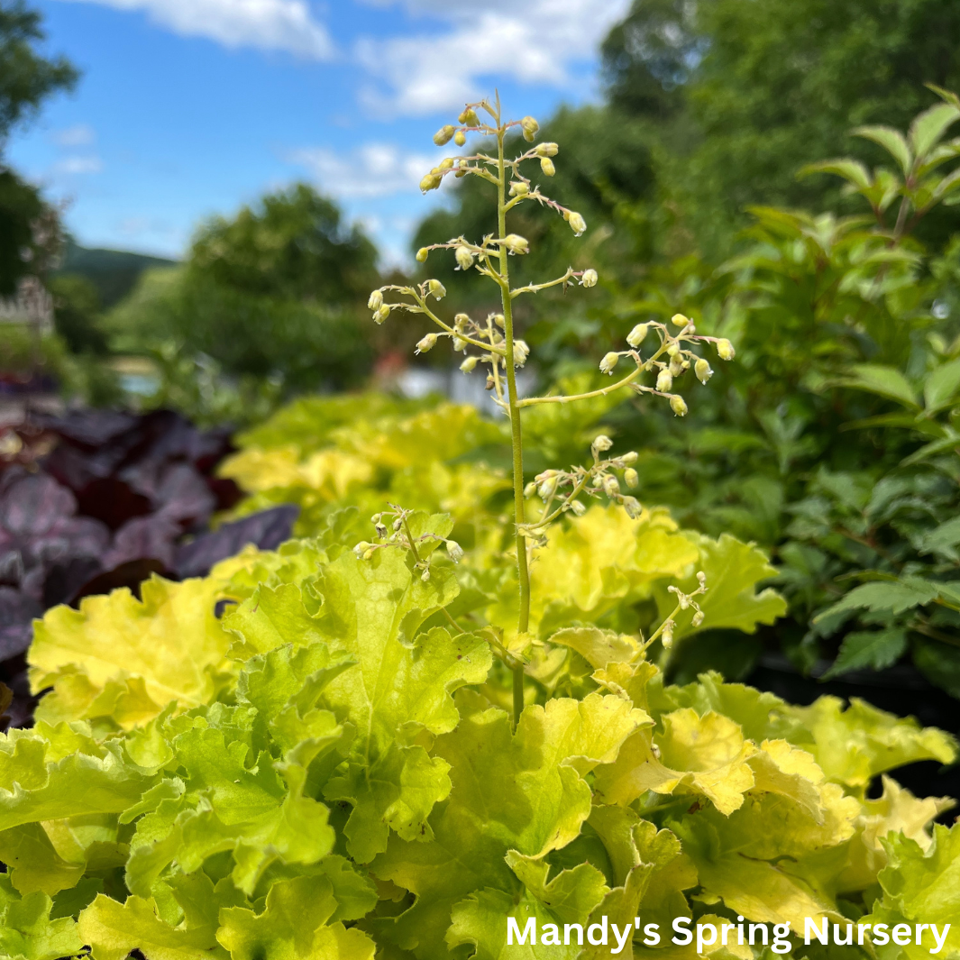 'Apple Twist' Coral Bells - DOLCE® Series | Heuchera 'Apple Twist'