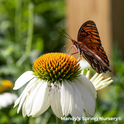 'Pow Wow' White Coneflower | Echinacea purpurea