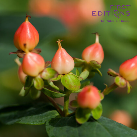 Pumpkin Hypericum | Hypericum inodorum 'Kolmapuki' PP24,576