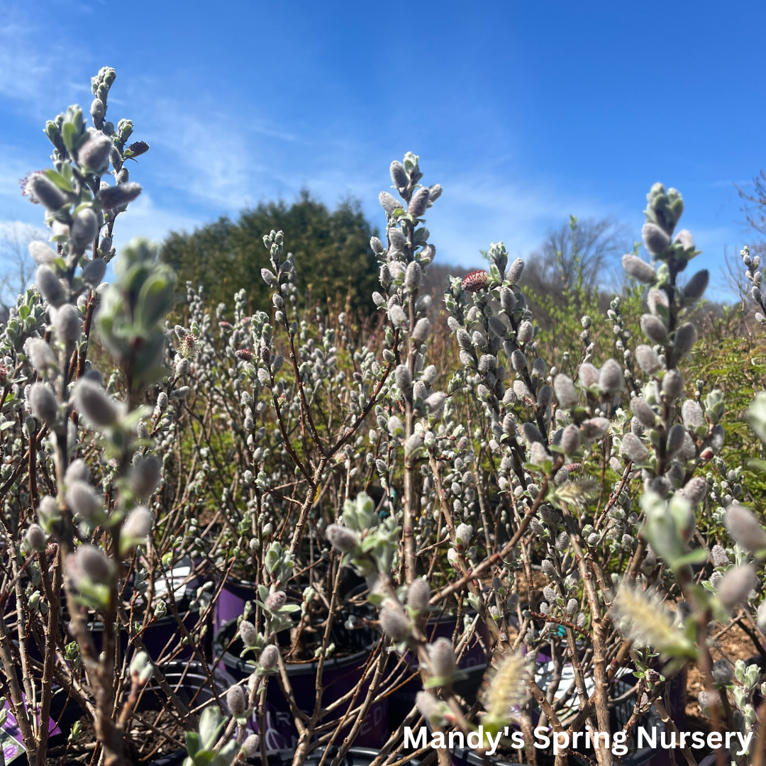 Iceberg Alley Sageleaf Willow | Salix candida