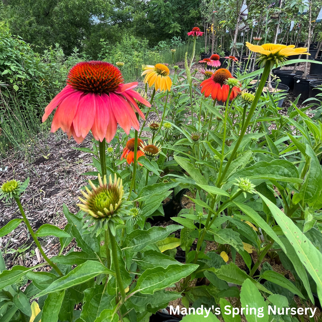 'Cheyenne Spirit' Coneflower | Echinacea 'Cheyenne Spirit'