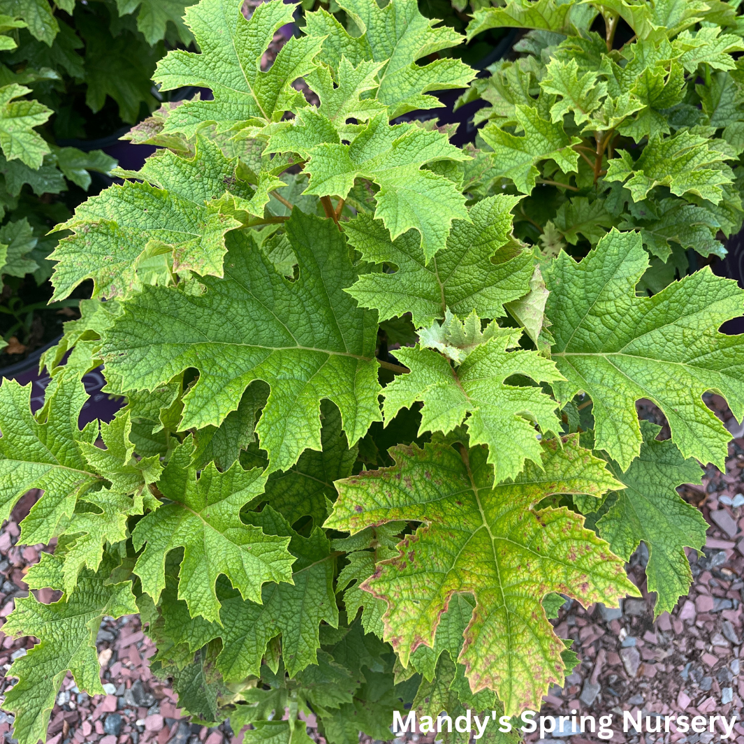 Jetstream Hydrangea | Hydrangea quercifolia