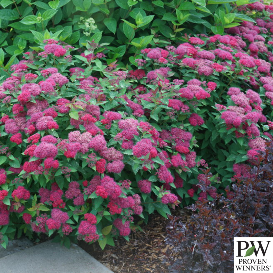 Double Play Doozie® Spirea | Spiraea japonica 'Doozie'