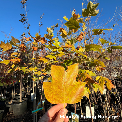 Tulip Tree | Liriodendron tulipifera