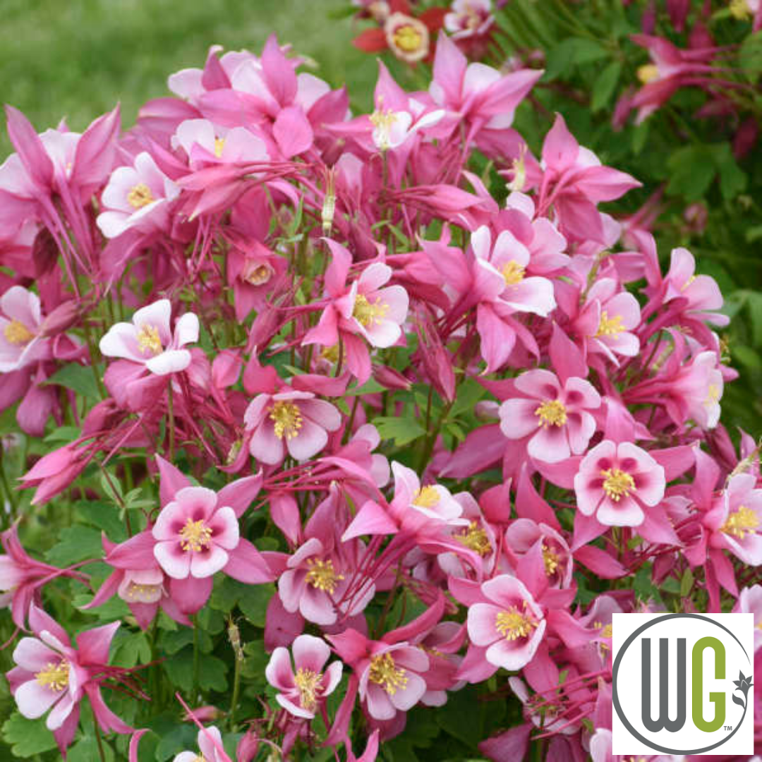 KIRIGAMI™ Mix Columbine | Aquilegia