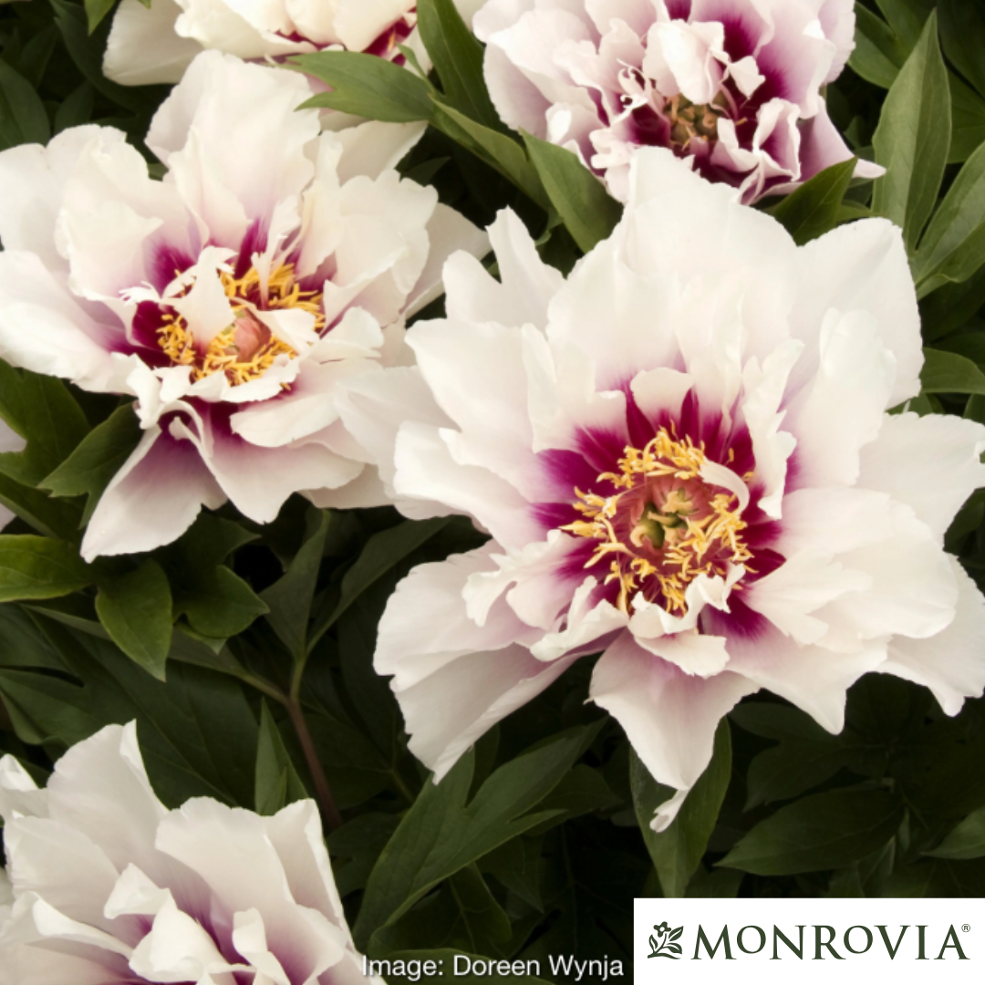 Cora Louise Itoh Peony | Paeonia