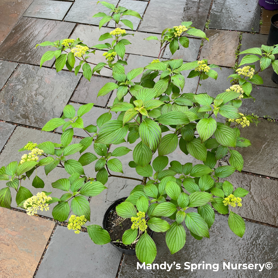 Pagoda Dogwood | Cornus alternifolia