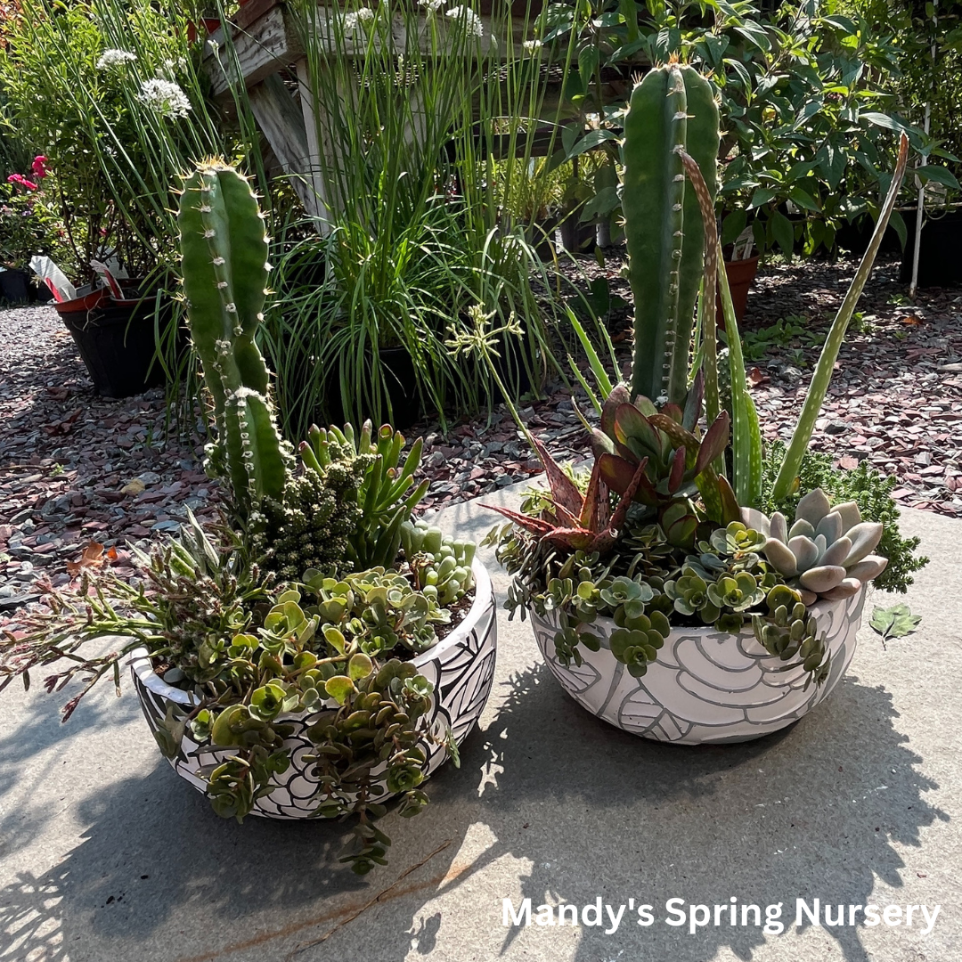 Succulents Decorative Bowl