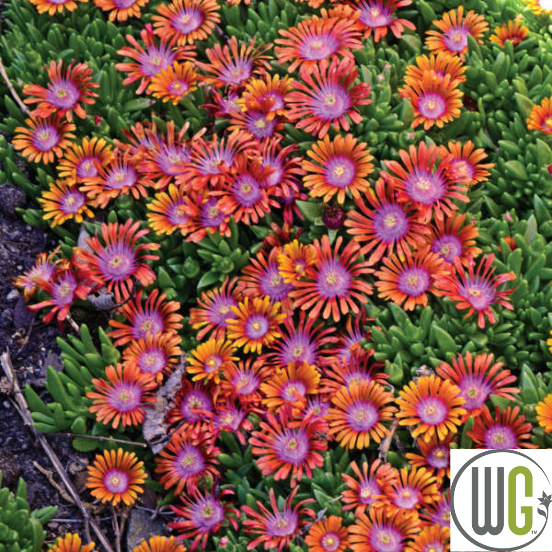 Fire Spinner®' Hardy Ice Plant | Delosperma