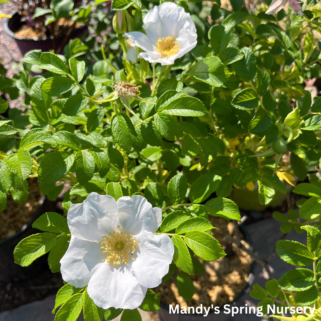 White Rugosa Rose | Rosa rugosa