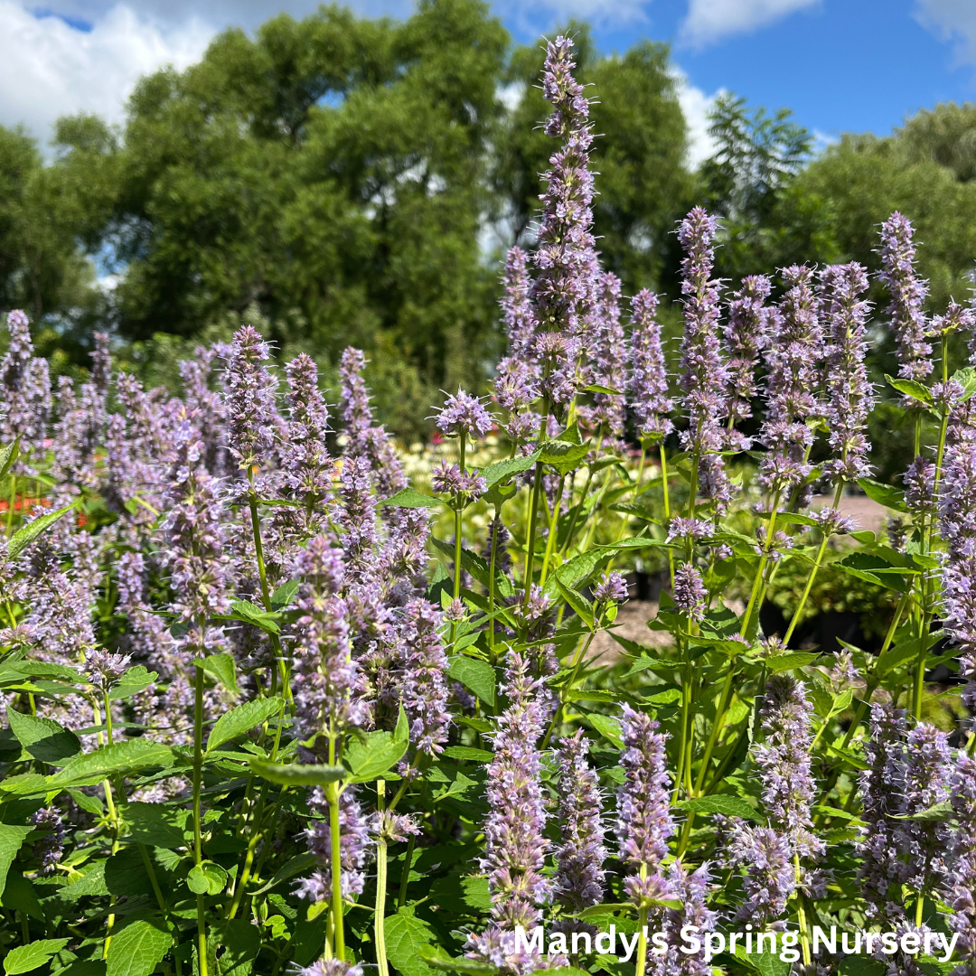 'Blue Fortune' Anise Hyssop | Agastache