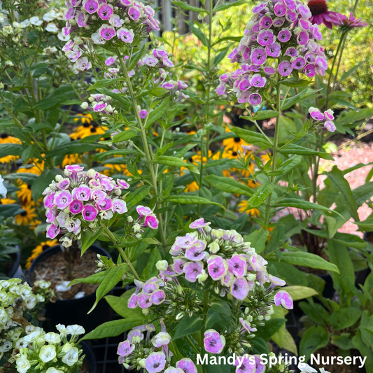 'Orchid Yellow' Tall Garden Phlox