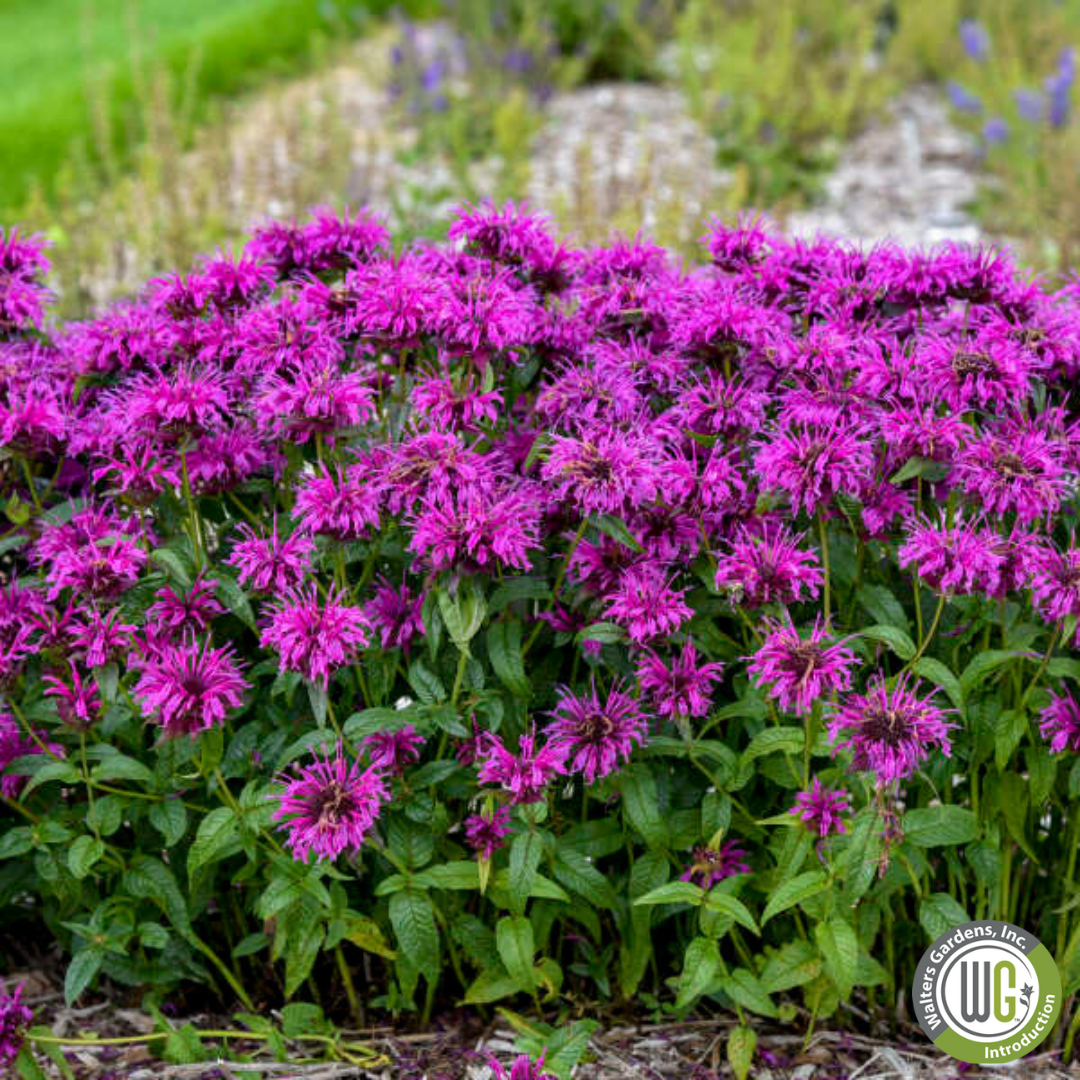 'Electric Neon Purple' Bee Balm | Monarda