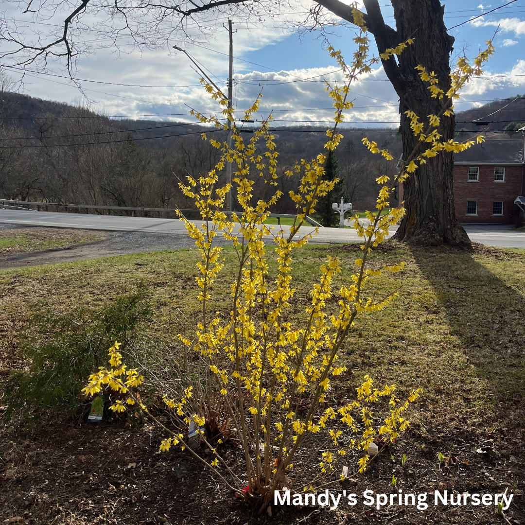 Northern Gold Forsythia