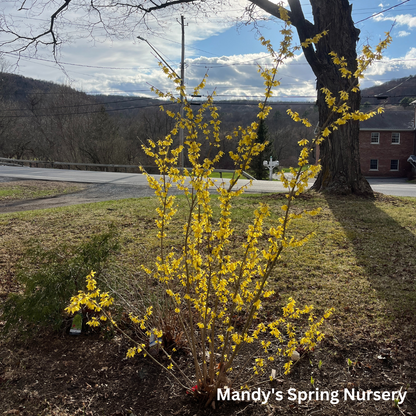 Northern Gold Forsythia